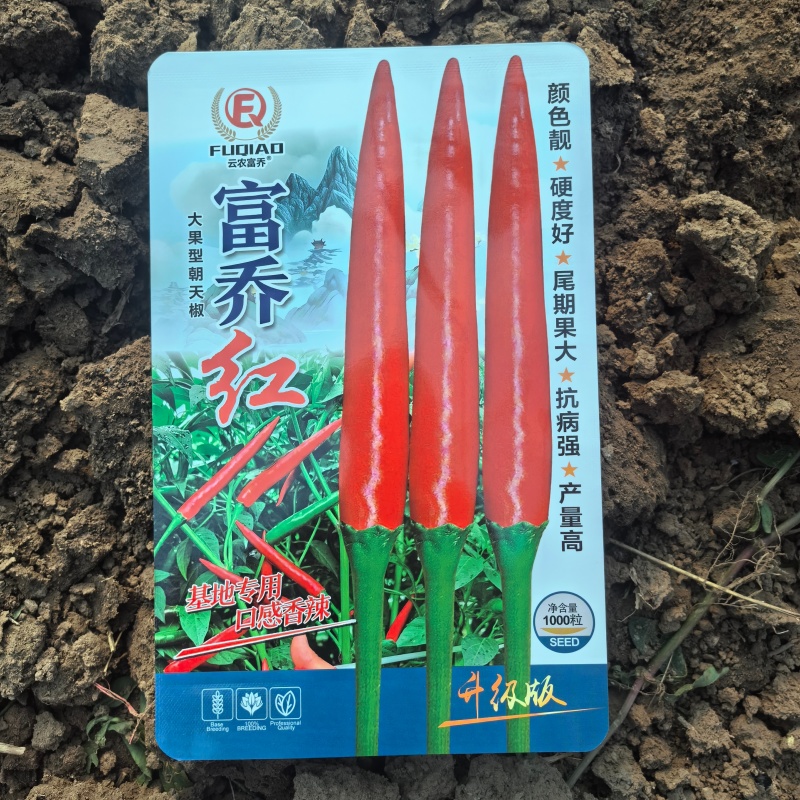 富乔红朝天椒种子中晚熟单生大果型辣椒种籽抗病春秋播种椒型