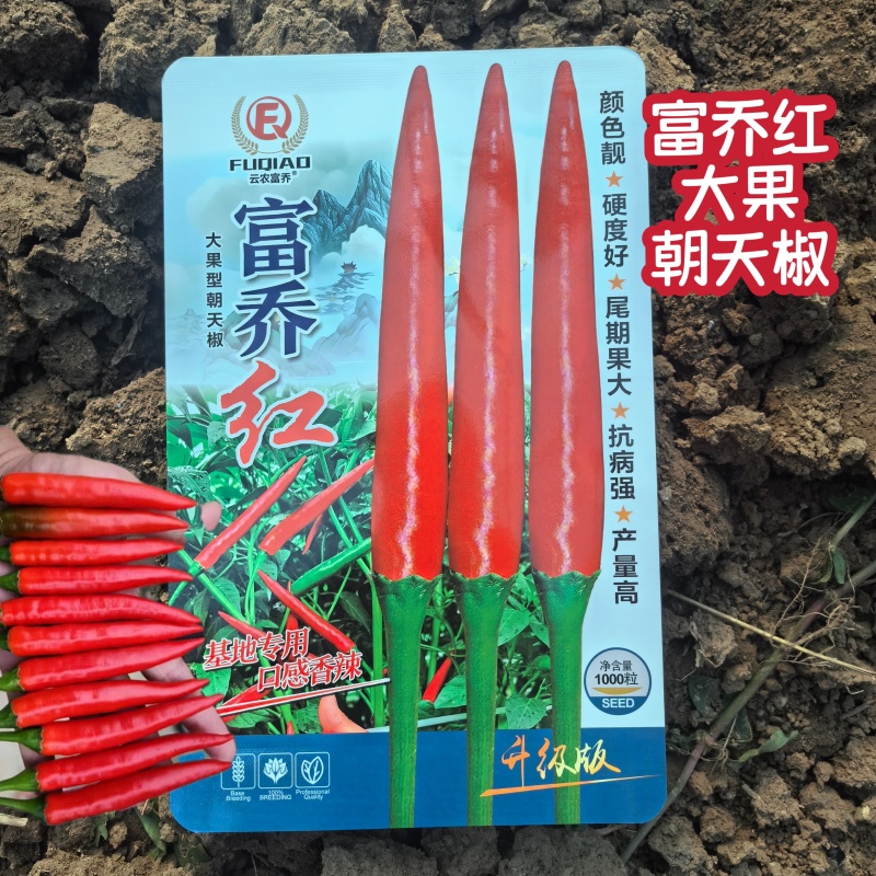 富乔红朝天椒种子中晚熟单生大果型辣椒种籽抗病春秋播种椒型
