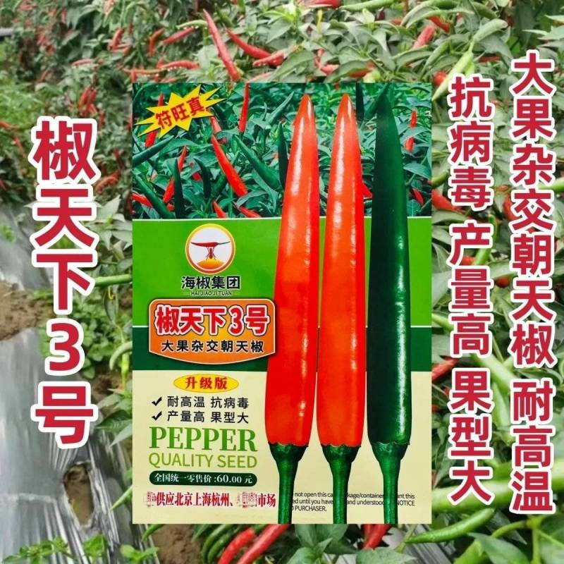 海南两广热销海椒集团椒天下3号朝天椒种子大果杂交朝天辣椒