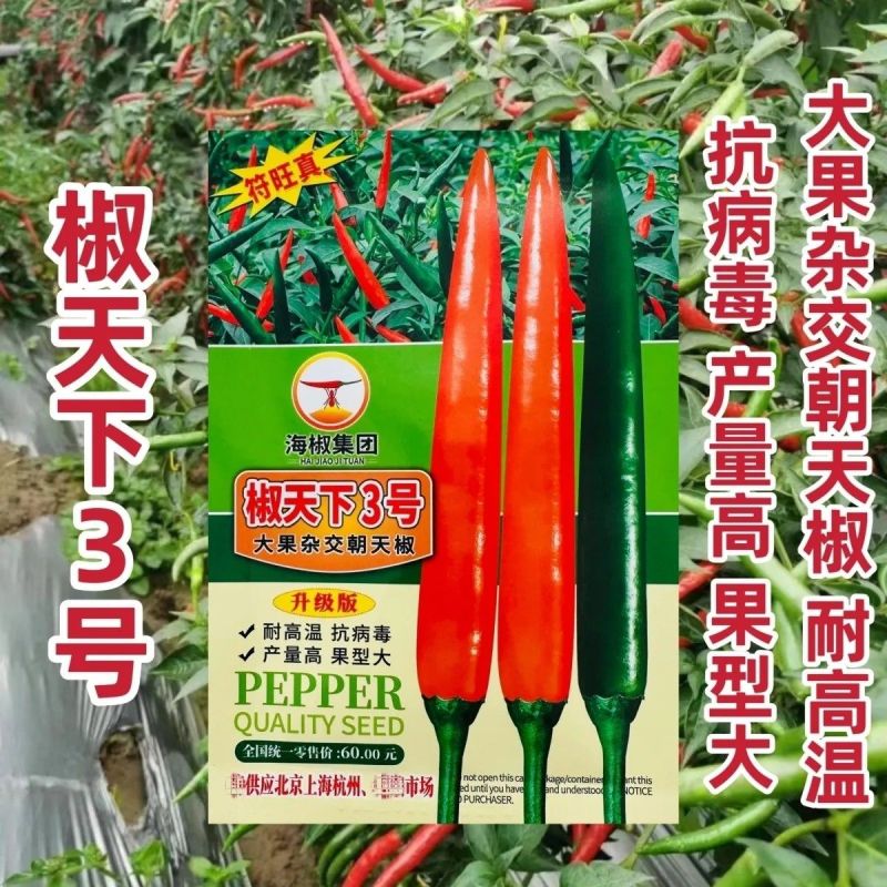 海南两广热销海椒集团椒天下3号朝天椒种子大果杂交朝天辣椒