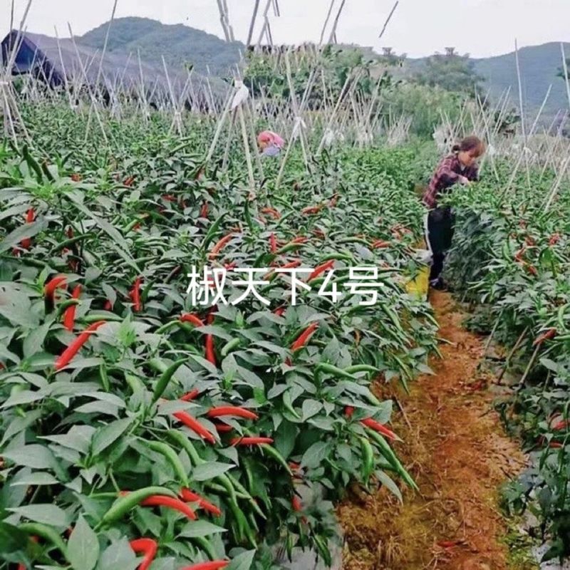 海南两广热销海椒集团椒天下3号朝天椒种子大果杂交朝天辣椒