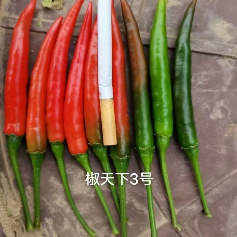 海南两广热销海椒集团椒天下3号朝天椒种子大果杂交朝天辣椒