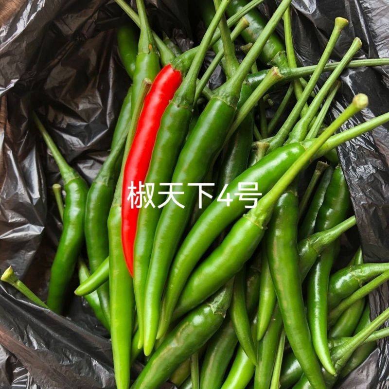 海南两广热销海椒集团椒天下3号朝天椒种子大果杂交朝天辣椒