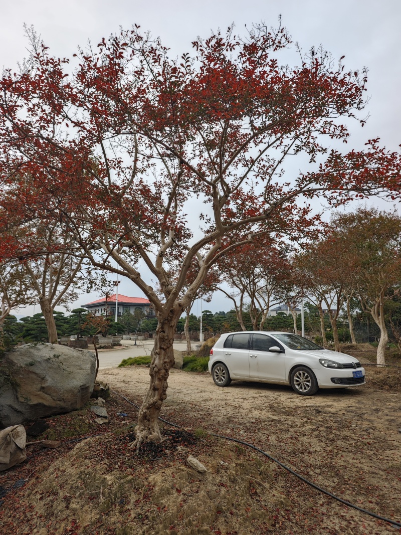 造型紫薇老桩紫薇庭院景观园林绿化福建基地