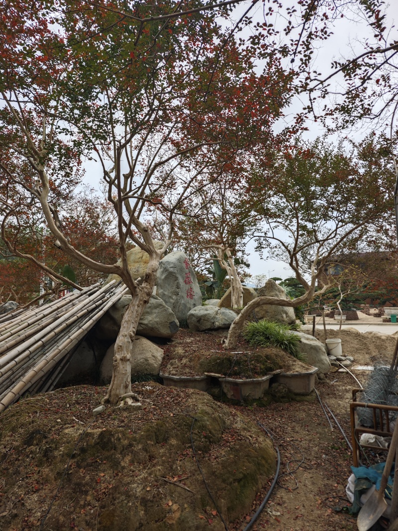造型紫薇老桩紫薇庭院景观园林绿化福建基地