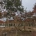 造型紫薇老桩紫薇庭院景观园林绿化福建基地