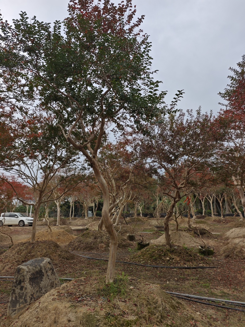 造型紫薇老桩紫薇庭院景观园林绿化福建基地