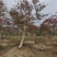 造型紫薇老桩紫薇庭院景观园林绿化福建基地