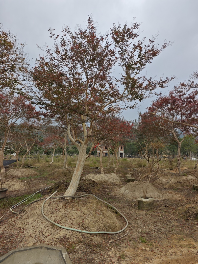 造型紫薇老桩紫薇庭院景观园林绿化福建基地