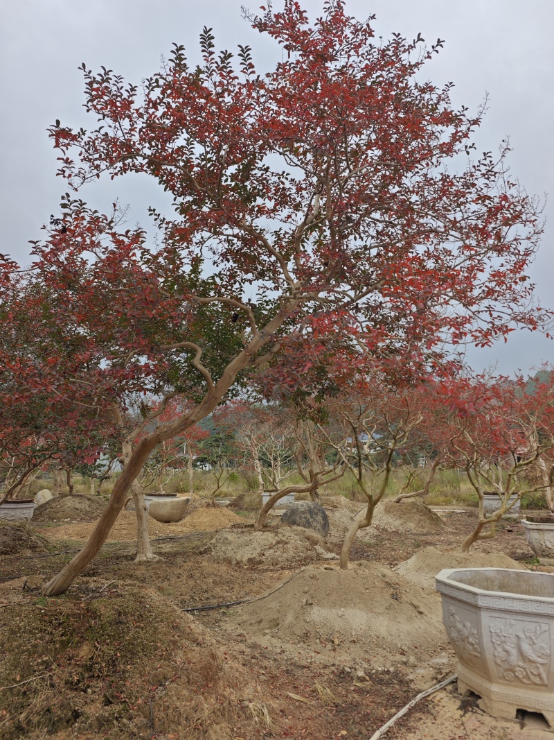 造型紫薇老桩紫薇庭院景观园林绿化福建基地