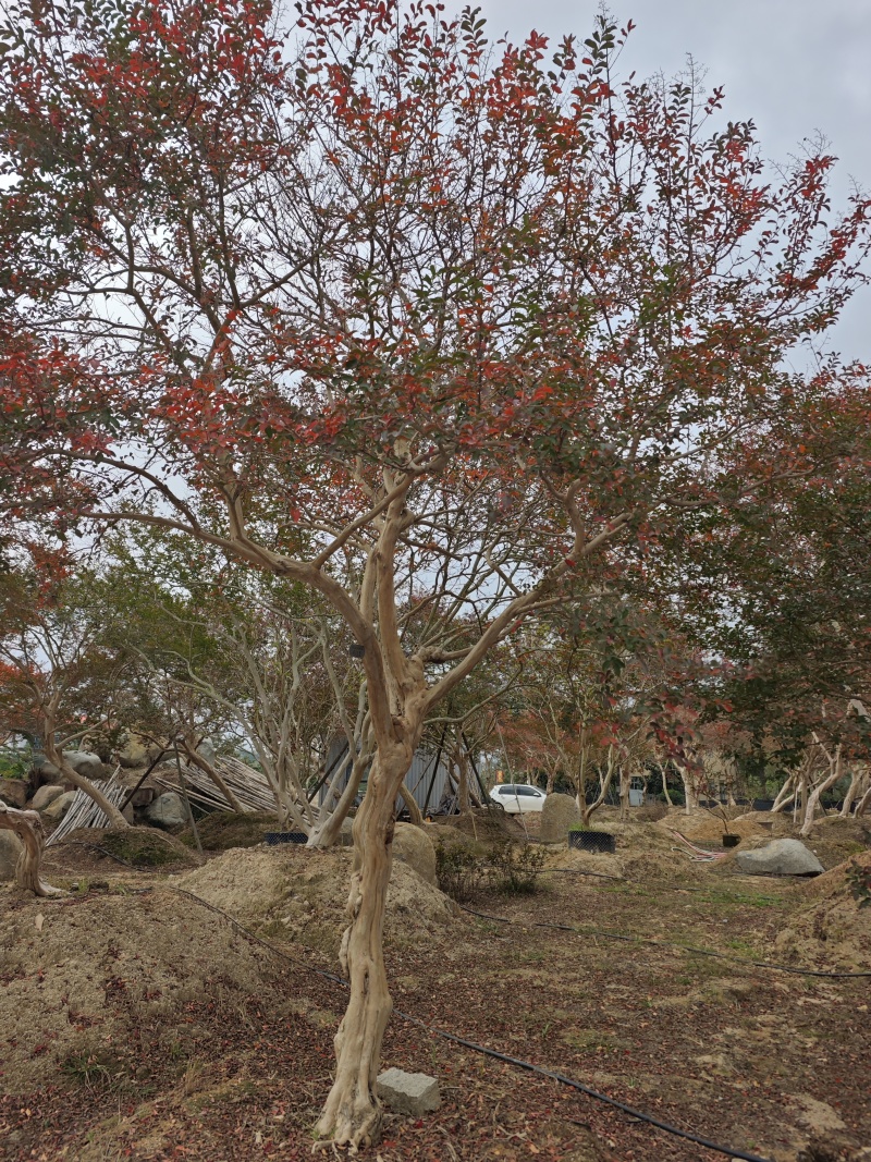 造型紫薇老桩紫薇庭院景观园林绿化福建基地