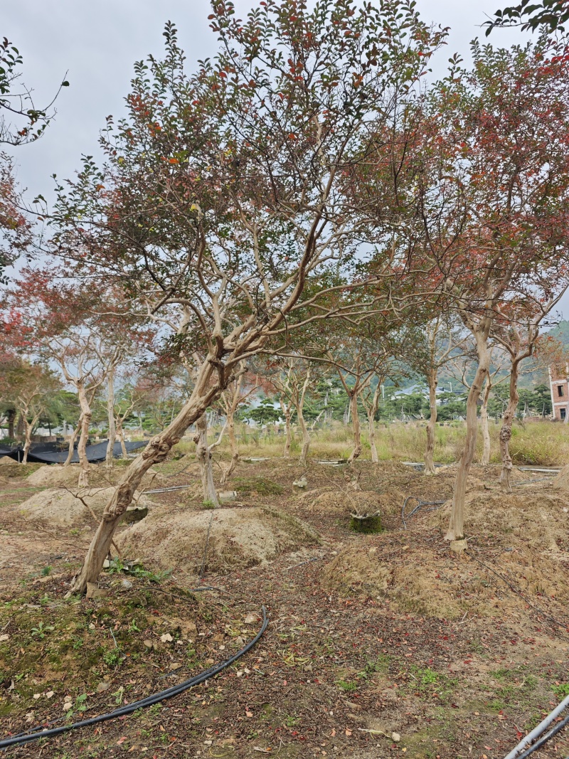 造型紫薇老桩紫薇庭院景观园林绿化福建基地