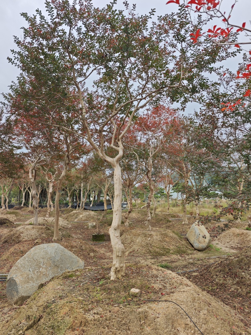 造型紫薇老桩紫薇庭院景观园林绿化福建基地