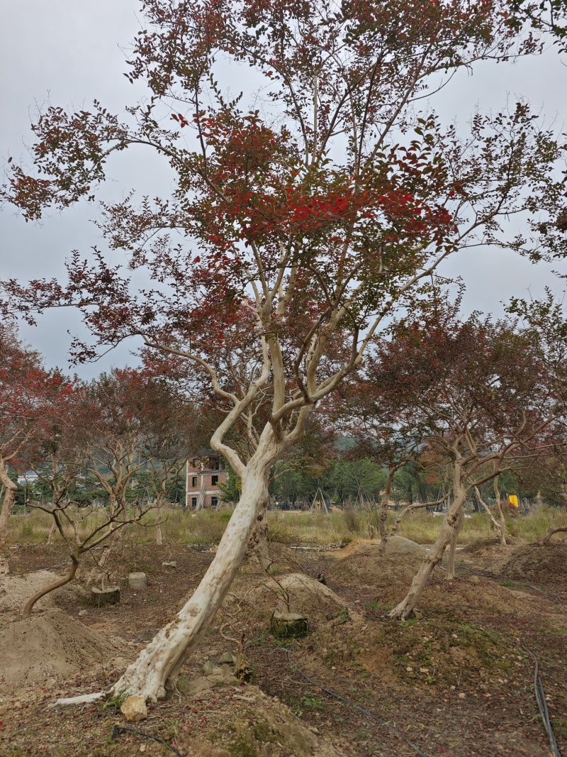 造型紫薇老桩紫薇庭院景观园林绿化福建基地