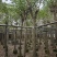 鸡冠刺桐移植袋苗福建苗木基地8到10公分批发