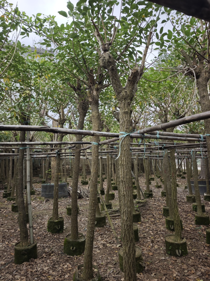 鸡冠刺桐移植袋苗福建苗木基地8到10公分批发