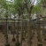 鸡冠刺桐移植袋苗福建苗木基地8到10公分批发