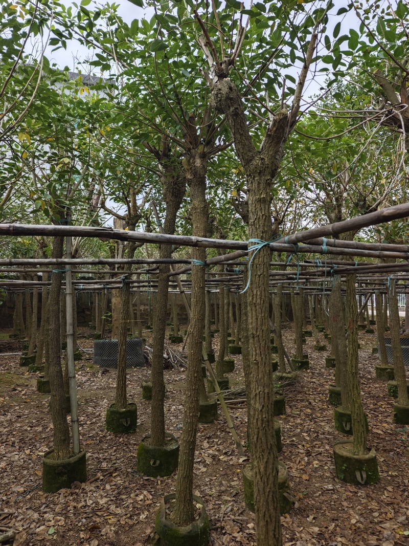 鸡冠刺桐移植袋苗福建苗木基地8到10公分批发