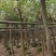 鸡冠刺桐移植袋苗福建苗木基地8到10公分批发