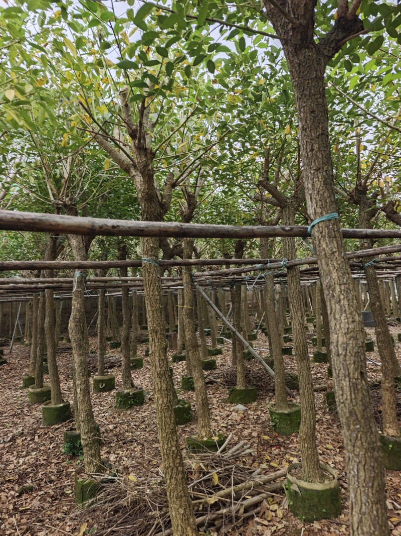 鸡冠刺桐移植袋苗福建苗木基地8到10公分批发
