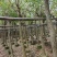 鸡冠刺桐移植袋苗福建苗木基地8到10公分批发