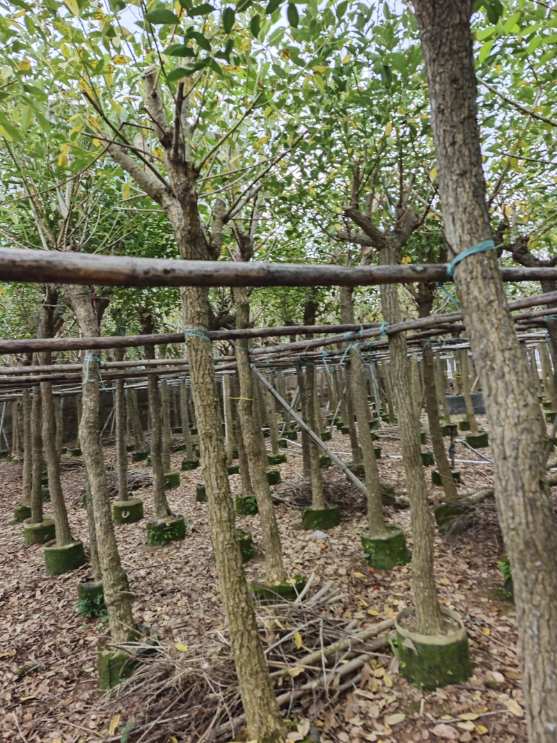 鸡冠刺桐移植袋苗福建苗木基地8到10公分批发