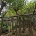 鸡冠刺桐移植袋苗福建苗木基地8到10公分批发