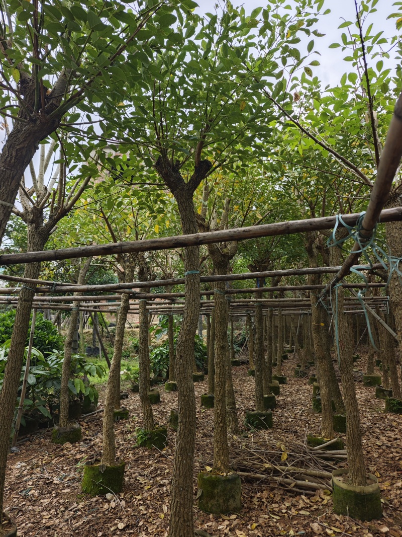 鸡冠刺桐移植袋苗福建苗木基地8到10公分批发