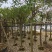 鸡冠刺桐移植袋苗福建苗木基地8到10公分批发