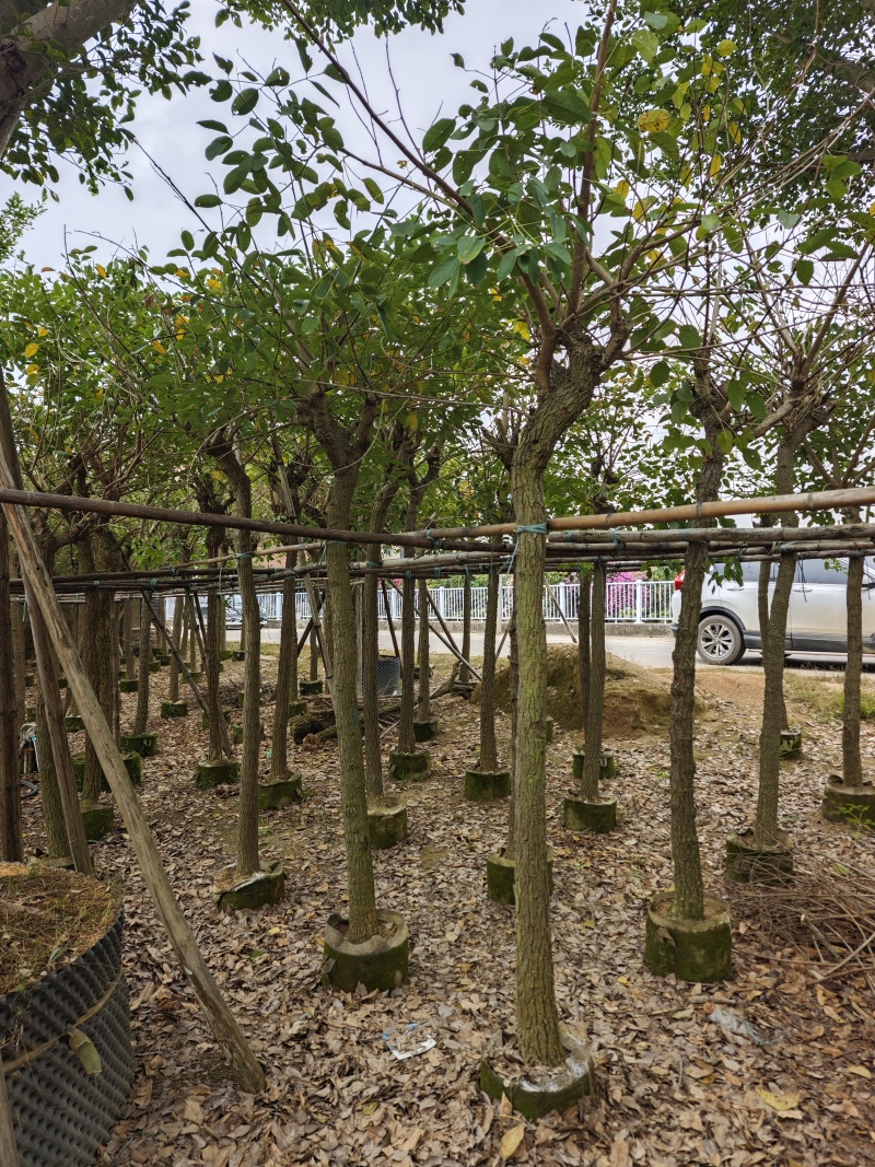 鸡冠刺桐移植袋苗福建苗木基地8到10公分批发