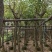鸡冠刺桐移植袋苗福建苗木基地8到10公分批发