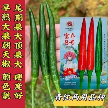富乔8号朝天椒种子早熟大果滑皮椒朝天辣椒种子产量高硬度好
