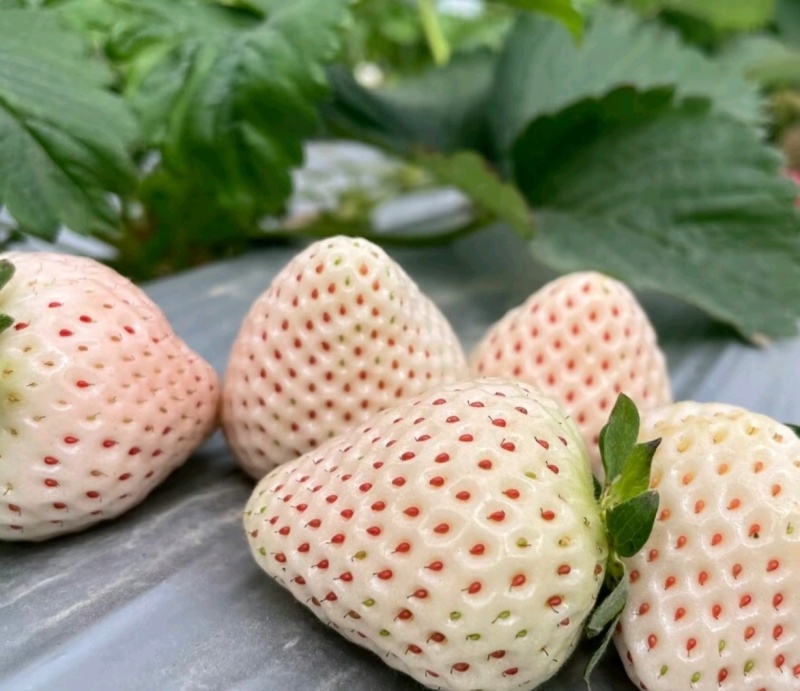 淡雪草莓山东草莓货源充足基地直供品质好欢迎联系