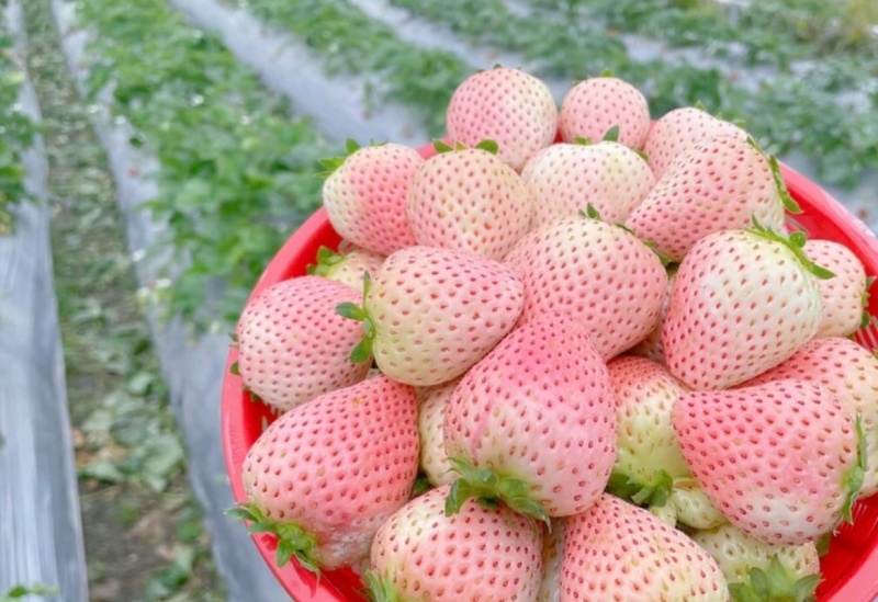 淡雪草莓山东草莓货源充足基地直供品质好欢迎联系