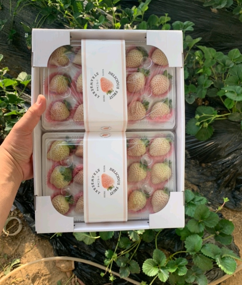 淡雪草莓山东草莓货源充足基地直供品质好欢迎联系