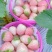淡雪草莓山东草莓货源充足基地直供品质好欢迎联系