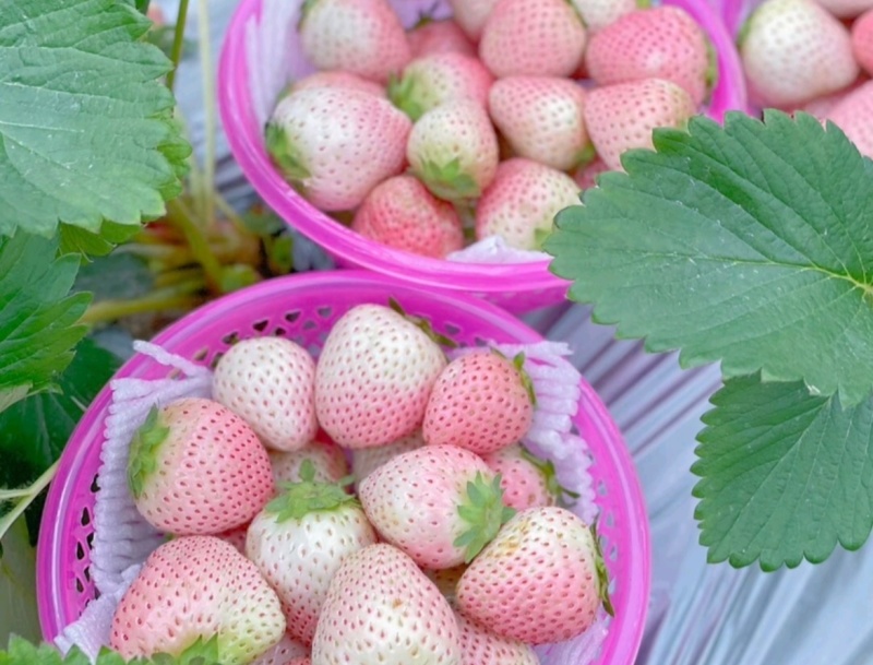 淡雪草莓山东草莓货源充足基地直供品质好欢迎联系