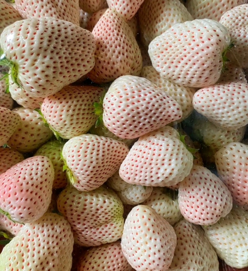 淡雪草莓山东草莓货源充足基地直供品质好欢迎联系