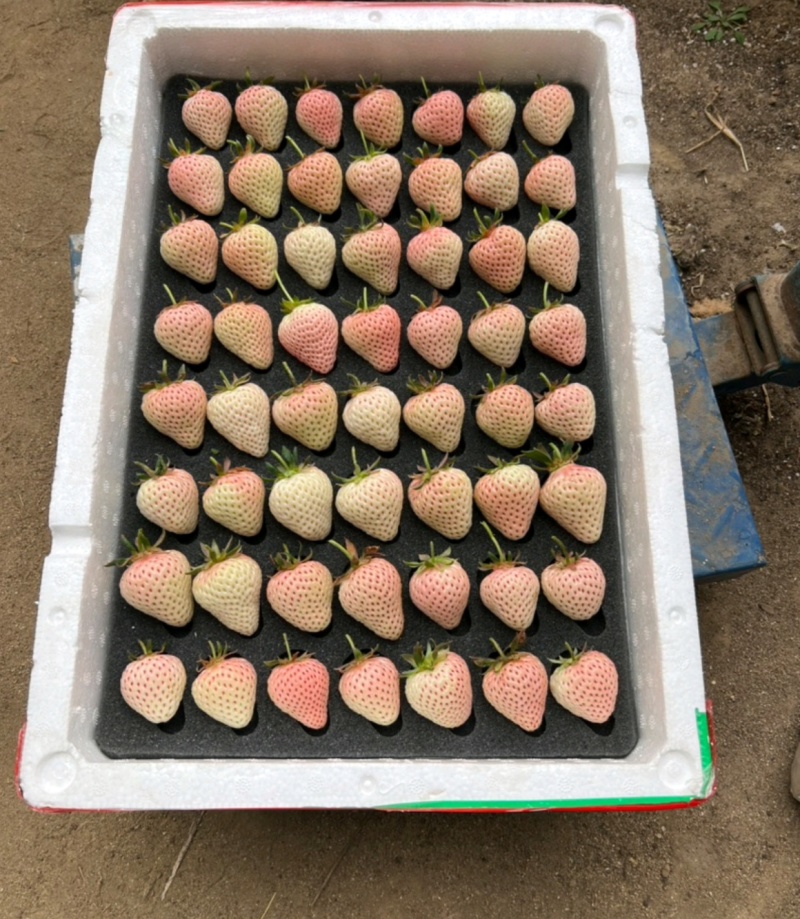 淡雪草莓山东草莓货源充足基地直供品质好欢迎联系