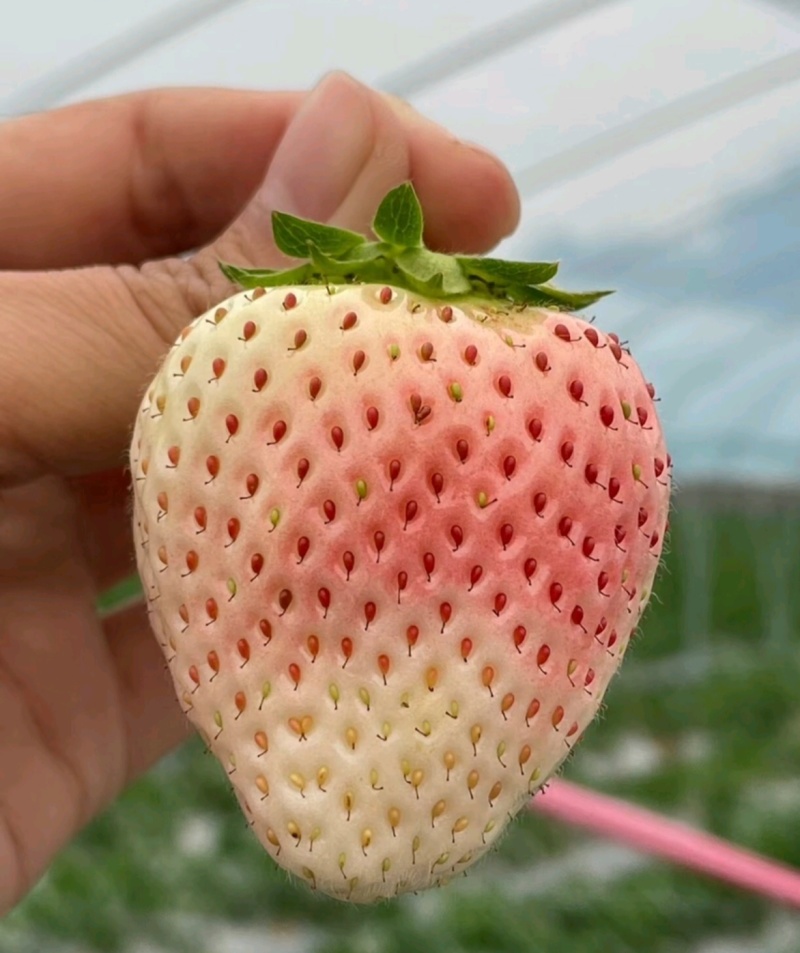 淡雪草莓山东草莓货源充足基地直供品质好欢迎联系