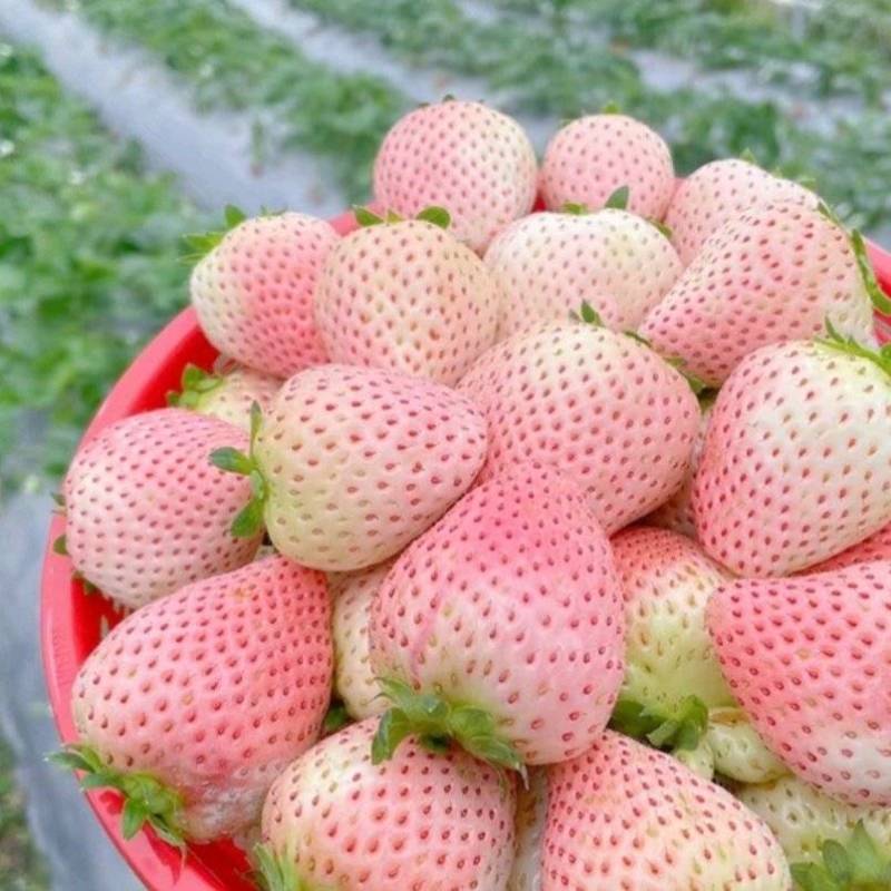 淡雪草莓山东草莓货源充足基地直供品质好欢迎联系