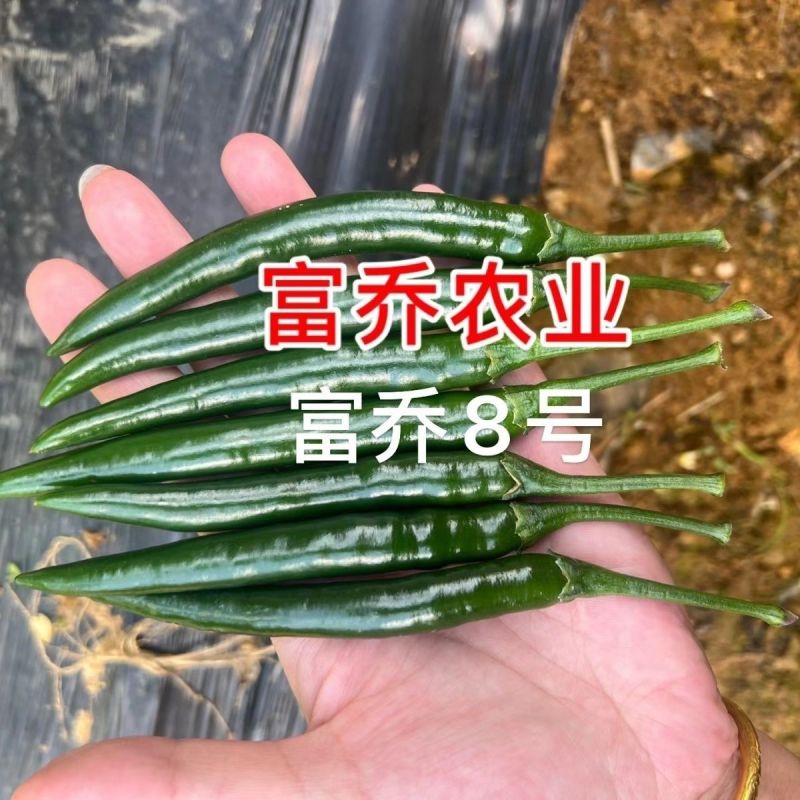 富乔8号朝天椒种子早熟大果滑皮椒朝天辣椒种子产量高硬度好