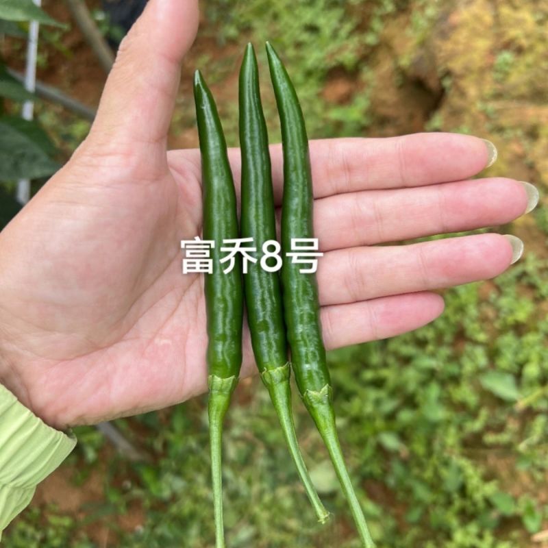 富乔8号朝天椒种子早熟大果滑皮椒朝天辣椒种子产量高硬度好