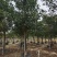 秋枫移植苗袋苗12公分到20公分福建苗木基地批发