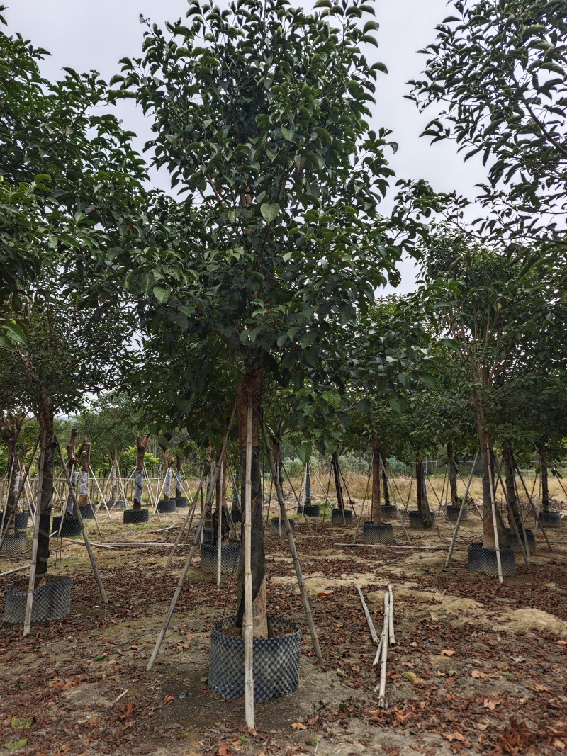 秋枫移植苗袋苗12公分到20公分福建苗木基地批发