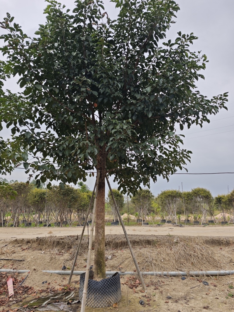 秋枫移植苗袋苗12公分到20公分福建苗木基地批发