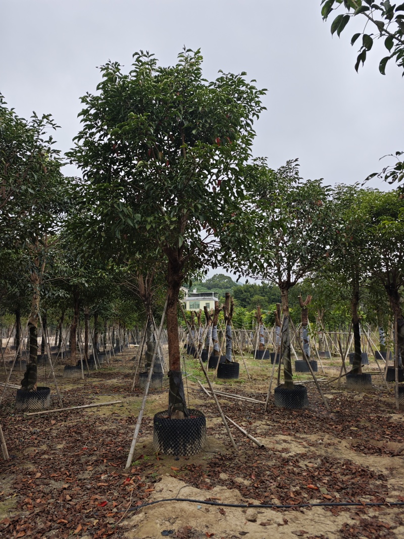 秋枫移植苗袋苗12公分到20公分福建苗木基地批发
