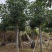 秋枫移植苗袋苗12公分到20公分福建苗木基地批发