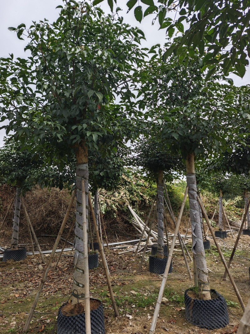 秋枫移植苗袋苗12公分到20公分福建苗木基地批发