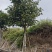 秋枫移植苗袋苗12公分到20公分福建苗木基地批发